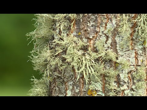 Video: Ce este un lichen de copac?