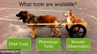 Claire Wiley, DVM: New Tools for Serious Dog Breeders