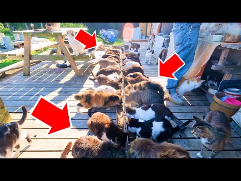 Video: Haisevatko kissat koipallon?