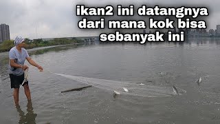 Jala Ikan Belanak Di Muara / Traditional Net Fishing
