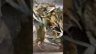 Sink FULL Of Angry  Crabs ? #blazyn #shorts #shortsvideo #prissyp