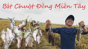 Khám & Phá ! Trải Nghiệm Bắt Chuột Đồng Mùa Lúa Chín Ở Miền Tây Quê Tôi