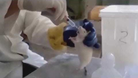 Dosage of the experimental animals (Rats)