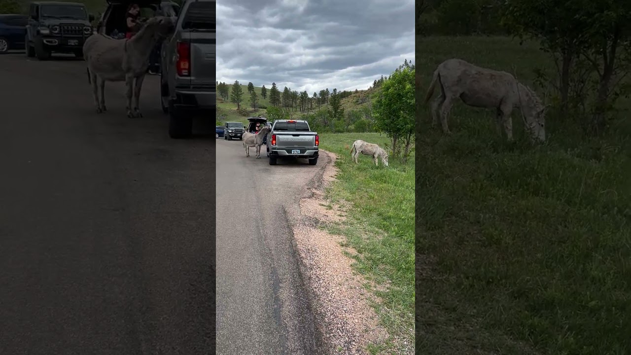 We found the donkeys!