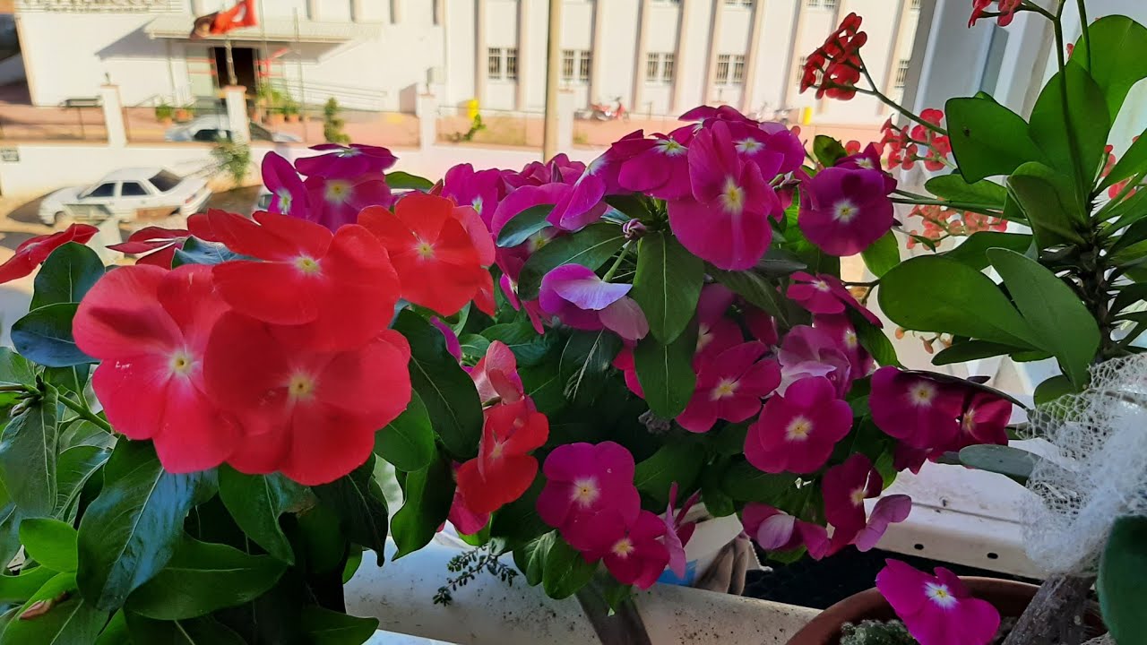 ROZET🌸VİNKA🌸PERVANE🌸İZMİR GÜZELİ🌸