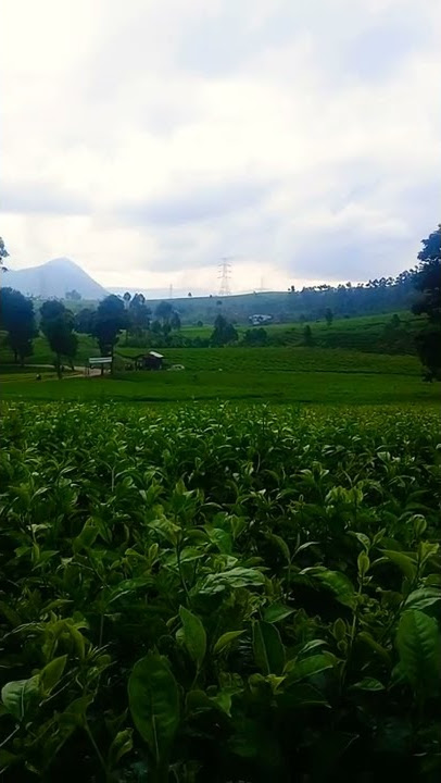 KACAPI SULING BIKIN MERINDING #PAMGALENGAN #MALABAR