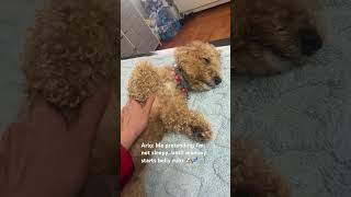 Nothing feels safer than mommy’s belly rubs… drifting into dreamland 💕#puppy #cute #pets #dogs