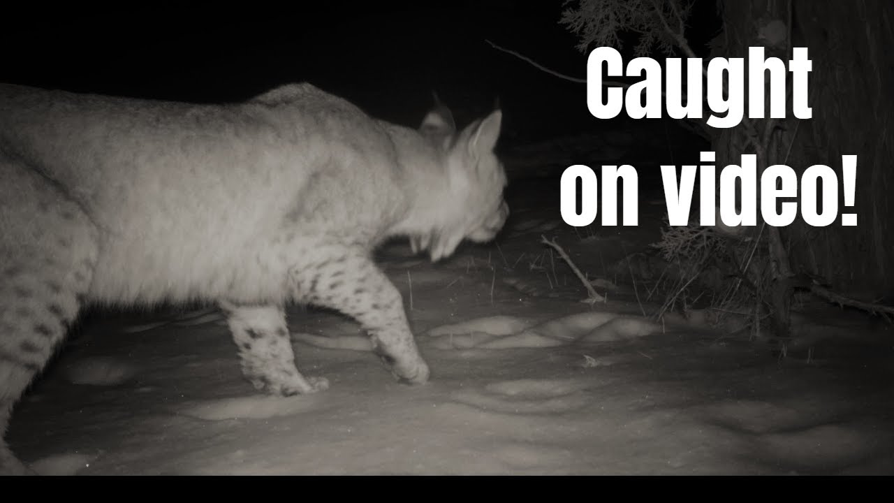 Check out what I found on my trail cam! YouTube