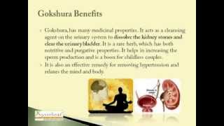 Gokshura Benefits