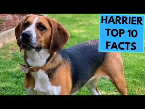 Video: Harrier Dog Breed Hypoallergenic, Health And Life Span