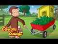 George&#39;s Cucumber Giveaway 🐵 Curious George 🐵 Kids Cartoon 🐵 Kids Movies