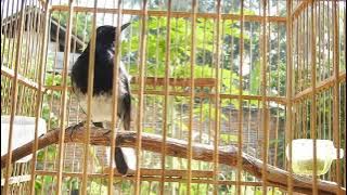 Terapi kacer drop mental,stres, mbagong,bahan,bakalan,trotolan macet bunyi agar jadi gacor fighter