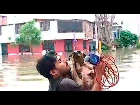 Video: Reportero Detiene La Transmisión En Vivo Para Salvar Al Perro De Terapia De Las Inundaciones
