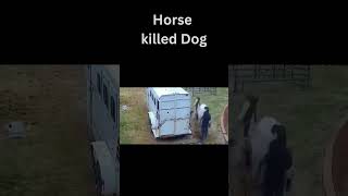 Horse kick killed dog