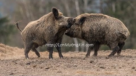 Mua lợn Cắp Nách chuẩn ở đâu  - LỢN MƯỜNG XỊN.com📞