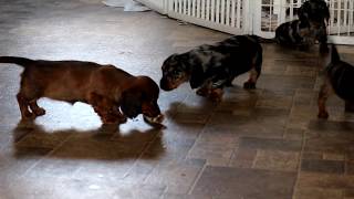 Mini Dachshund Puppies for Sale