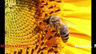 Download Lagu Surah Nahl Complete (FULL HD) - By Mohammed Abdul Malik سورة النحل بصوت رائع جدا MP3