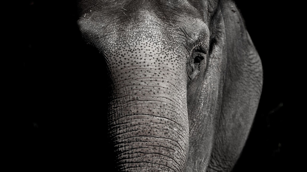 We are searching for Africa’s ghost elephants.