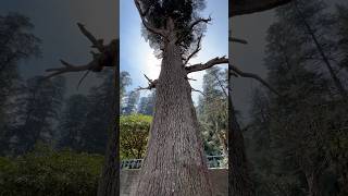 जागेश्वर धाम का प्राचीन देवदार वृक्ष: समय का मौन साक्षी #jageshwardham #देवदार_वृक्ष #जागेश्वरधाम