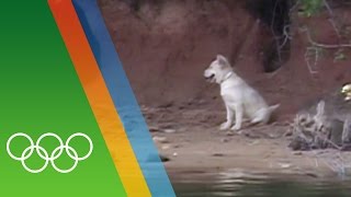 Top Olympic Animals