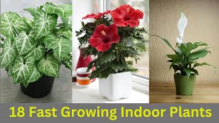 18 Fast Growing Indoor Plants || #indoorplants #garden by nsfarmhouse 230 views 5 months ago 2 minutes, 11 seconds