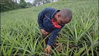 How to grow larger pineapple fruits( DECROWNING)