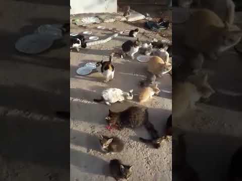 جردة بن جرمة بالجلفة الجزائر تكرم القطط