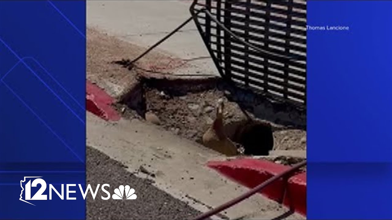 Duck rescued from storm drain in Arizona park - YouTube