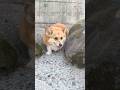 岩の間を軽快に抜けてくるコーギー / A Corgi trotting nimbly between the rocks. #corgi #コーギー