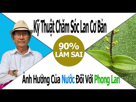 Thầy Tám Ngọc Hướng Dẫn Chăm Sóc Hoa Lan Trước Tết -  Phần 1 - Thứ Cần Thiết Nhất Đối Với Phong Lan | Foci