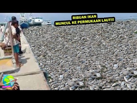 Gempar!! Kemunculan Ribuan Ikan Dasar Laut Ke Permukaan!! Warga : Antara Berkah Dan Pertanda Alam...