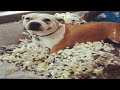 Funny Guilty Dogs | Guilty Dog Compilation