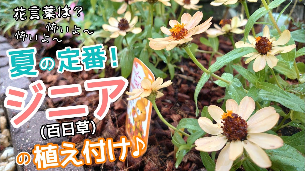 ガーデニングvlog 夏の定番 ジニア 百日草 の植え付け 花言葉は 怖い Youtube