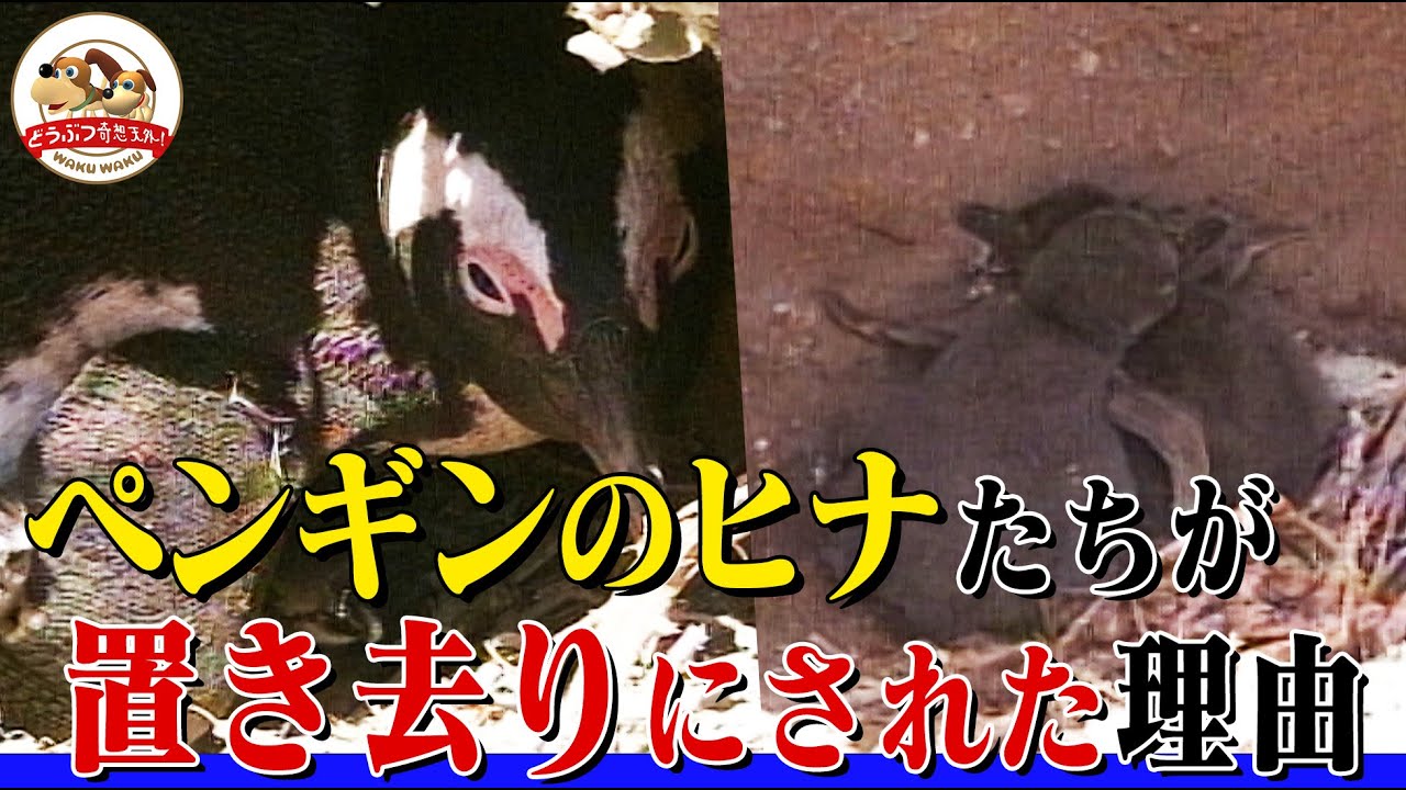 【絶望】ペンギンのヒナを両親が見捨て置き去りに…ケープペンギン最大の繁殖地で起きていた事とは【どうぶつ奇想天外／WAKUWAKU】