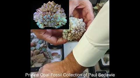 Largest opal fossil donation to the Australian Opal Centre in Lightning Ridge