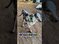 gir calf Masti to play in farm | few days cow calf fly jump &amp; run in farm #short#viral#cow#trending