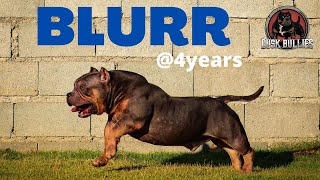BLURR - American Bully at 4 years old by John Enerva 22,042 views 3 years ago 9 minutes, 13 seconds