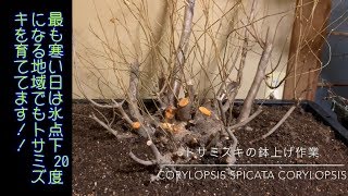 北海道でも育つトサミズキ！耐寒性は？今回は鉢上げ作業になります！