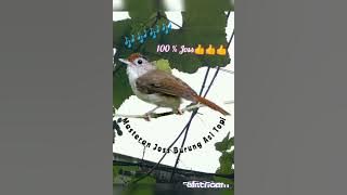 Burung Asi Topi Masteran 100% Paling Ampuh