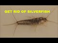 HOW TO TRAP SILVERFISH
