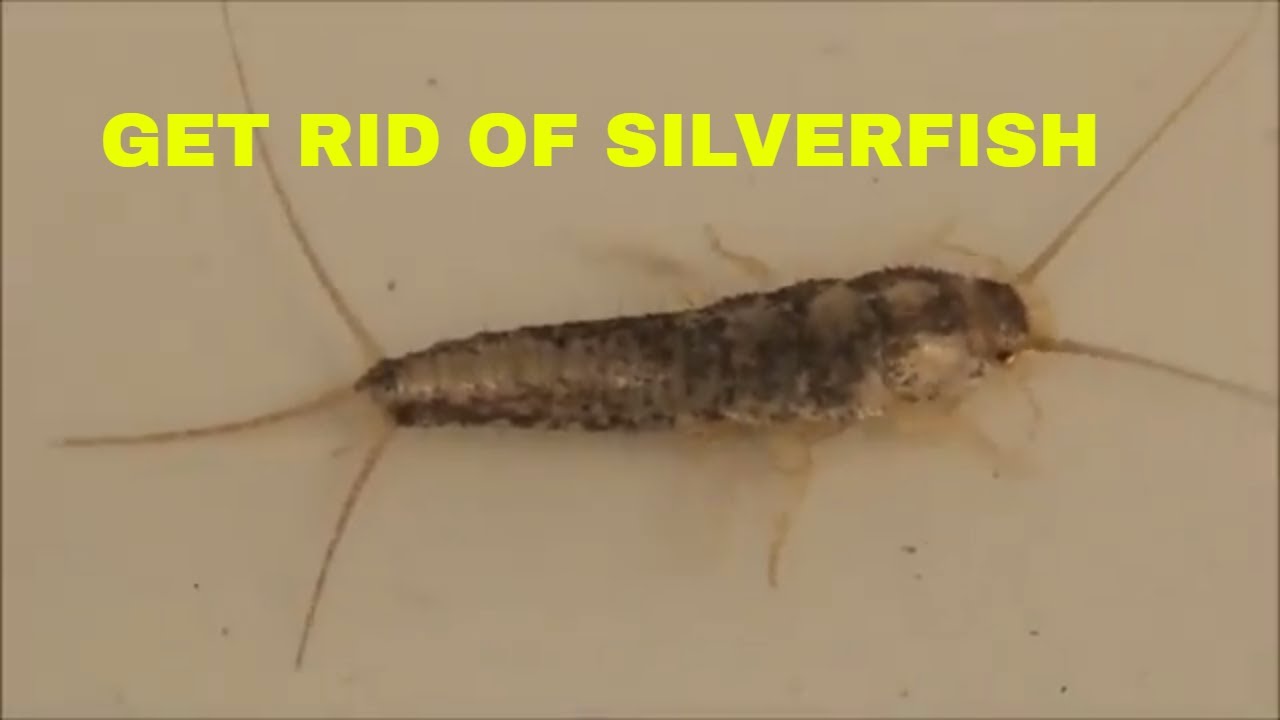 HOW TO TRAP SILVERFISH 