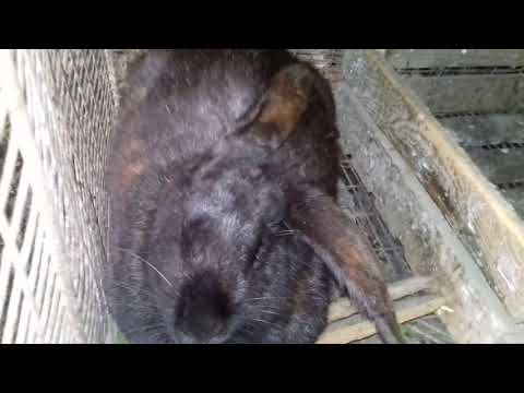 გოლიათი ჯიშის ბოცვრები