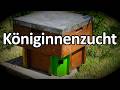 Königinnenzucht, Umlarven, Apidea, Königin zusetzen - meine Anmerkungen für Euch! #dunklebiene