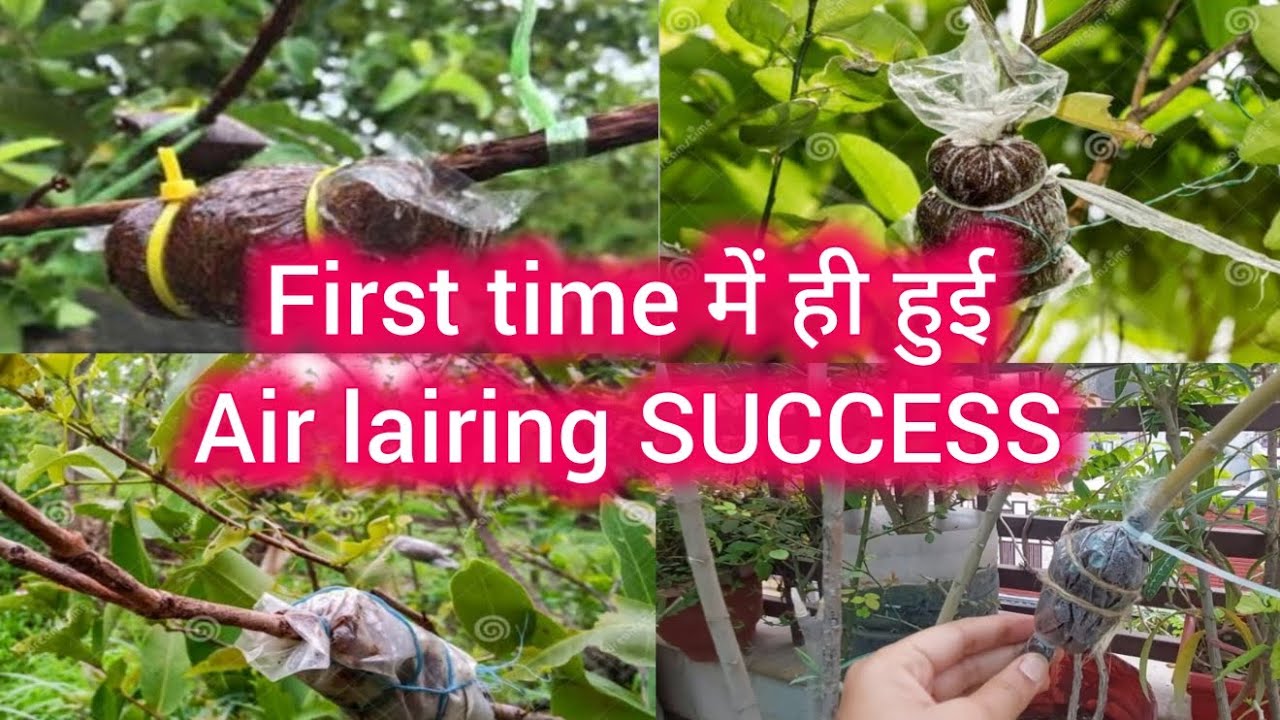 Air Lairing कैसे करें | First time की air lairing हुई सफल 🤩🍃🌷 #plants # ...