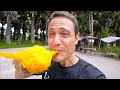 How to Eat Palmyra Palm Fruit - Amazing PALM SUGAR Superfood!