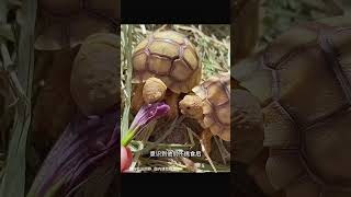 院子里来了一群小乌龟，越养体型越大 #人与动物和谐相处 #人与动物和谐相处 #animals #人類迷惑行為 #人類迷惑行為 #动物 #百科密码 #科普