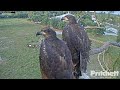 SWFL Eagles ~ Beautiful Closeups Of E17 &amp; E18 At 13 weeks Old! Side By Side Comparison! 💕 4.23.21