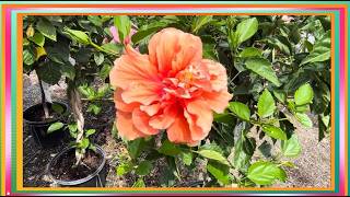 Tropical Hibiscus: Origins, Traits, and Head-to-Toe Healing.