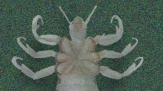 super lice states