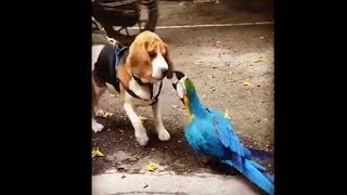 A Bagel And A Parrot Fighting For Food